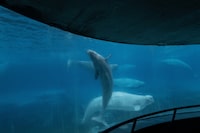 Beluga whales swim in a tank at the Marineland amusement park in Niagara Falls, Ont., Friday, June 9, 2023. Ontario says two more beluga whales have died at Marineland. THE CANADIAN PRESS/Chris Young