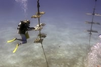 Marine heat waves haven't had a lasting effect on fish populations along Canada’s Atlantic and Pacific coasts says a study, showing there is still a chance to act on climate change. A diver with non-profit Reef Renewal USA cleans and maintains a coral nursery, Tuesday, Aug. 1, 2023, near Tavernier, Fla., in the Florida Keys. THE CANADIAN PRESS/AP/Wilfredo Lee
