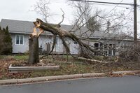 A fallen tree rests in the front yard of a house on Wallace Avenue in Fredericton, on Tuesday December 19, 2023. A wind and rain storm that hit New Brunswick Monday evening into Tuesday morning caused widespread power outages to over 100,000 customers.  THE CANADIAN PRESS/Stephen MacGillivray

