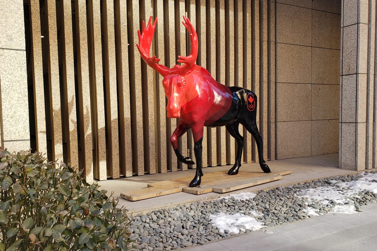500 Point Moose Canada’s lucky charm at Beijing Olympics is a 500-pound moose that ...