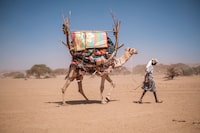 TOPSHOT - A pastoralist walks with a camel carrying his goods in an area 30 kilometres from the city of Gode, Ethiopia, on January 13, 2023. - The last five rainy seasons since the end of 2020 have failed, triggering the worst drought in four decades in Ethiopia, Somalia and Kenya. 
And the next rainy season, from March to May, is also expected to be below average. 
According to the UN, drought has plunged 12 million people into "acute food insecurity" in Ethiopia alone, where a deadly conflict has also ravaged the north of the country. (Photo by EDUARDO SOTERAS / AFP) (Photo by EDUARDO SOTERAS/AFP via Getty Images)