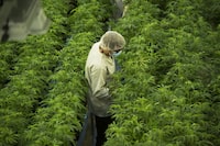Staff work in a marijuana grow room that can be viewed by at the new visitors centre at Canopy Growths Tweed facility in Smiths Falls, Ontario on Thursday, Aug. 23, 2018. THE CANADIAN PRESS/Sean Kilpatrick