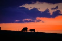 Cattle graze at sunset near Cochrane, Alta., Thursday, June 8, 2023. Anxious Alberta ranchers praying for rain got their wish this week, but it may not be enough to stop the ongoing decline in Canadian cattle production. THE CANADIAN PRESS/Jeff McIntosh