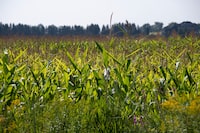 A field of corn growing at 12045 McCowan Rd. in Stouffville, Ont. is photographed on Sept 6, 2023. This land was removed from the Greenbelt and proposed as housing development by the Ontario government. (Fred Lum/The Globe and Mail)