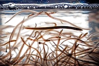 Baby eels, also known as elvers, swim in a tank after being caught in the Penobscot River, Saturday, May 15, 2021, in Brewer, Maine. The federal Fisheries Department says five people from Maine were arrested in southwestern Nova Scotia last weekend for illegally fishing for baby eels. THE CANADIAN PRESS/AP/Robert F. Bukaty