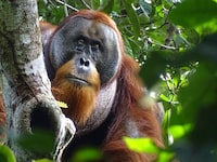 This photo provided by the Suaq foundation shows Rakus, a wild male Sumatran orangutan in Gunung Leuser National Park, Indonesia, on Aug. 25, 2022, after his facial wound was barely visible. Two months earlier, researchers observed him apply chewed leaves from a plant, used throughout Southeast Asia to treat pain and inflammation and to kill bacteria, to the wound. (Safruddin/Suaq foundation via AP)