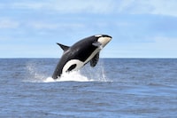 A Southern Resident killer whale off the southwest coast of Vancouver Island on June 30, 2019.