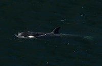 The orphaned orca calf who has been stranded in a lagoon in the northeastern part of Vancouver Island swam past the sand bar her mother died on and exited the lagoon early in the morning on Friday. A two-year-old female orca calf is seen swimming in the Little Espinosa Inlet near Zeballos, B.C., Friday, April 19, 2024. THE CANADIAN PRESS/Chad Hipolito