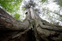A very large cedar tree is seen at Stanley Park during a tour of old growth trees in Vancouver, on Wednesday, June 21, 2023. THE CANADIAN PRESS/Ethan Cairns
