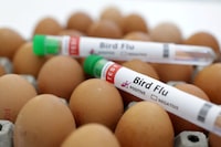 FILE PHOTO: Test tubes labelled "Bird Flu" and eggs are seen in this picture illustration, January 14, 2023. REUTERS/Dado Ruvic/Illustration/File Photo
