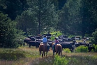 Jaxon Griffith, left and Cohen Earnest watch the cattle take a rest during a cattle drive in Mitchell, Ore. on Tuesday, June 27, 2023.

Amanda Lucier/The Globe and Mail