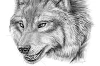 An artist's impression of a dire wolf (Canis dirus) is seen in an undated handout photo. A team from the Royal Ontario Museum in Toronto has used new technology to positively identify a fossil of a dire wolf which was found in Canada. THE CANADIAN PRESS/HO-ROM, Danielle Dufault, *MANDATORY CREDIT*