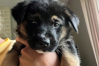 One of 10 stolen German shepherd puppies is shown in an RCMP handout photo. The RCMP are investigating the theft of the puppies from a backyard kennel in Nanaimo, B.C. Police say the theft occurred around 3 a.m. Monday morning. THE CANADIAN PRESS/HO-RCMP **MANDATORY CREDIT** 