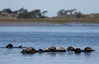 FILE - Sea otters are seen together along the Elkhorn Slough in Moss Landing, Calif., on March 26, 2018.  Bringing sea otters back to a California estuary has helped restore the ecosystem by controlling the number of burrowing crabs - a favorite sea otter snack - that cause marshland erosion.  (AP Photo/Eric Risberg, File)