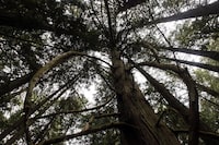 A Grand Fir tree at Francis/King Regional Park in Saanich, B.C., is shown on Thursday, May 26, 2016. British Columbia officials are celebrating the planting of 10 billion seedlings since reforestation efforts began nearly a century ago. THE CANADIAN PRESS/Chad Hipolito