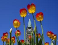 The Peace Tower is framed by tulips as they bloom on Parliament Hill in Ottawa on Tuesday, May 9, 2023. An Ottawa-based non-profit group that helped develop Canada's long-term care standards has come up with two new national standards — for mental health and addictions and suicide prevention.&nbsp;THE CANADIAN PRESS/Sean Kilpatrick