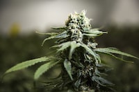 A Manitoba judge has upheld the province's ban on homegrown non-medical cannabis. Cannabis plants grow inside of Thrive Cannabis's production facility in Simcoe, Ont., Tuesday, April 13, 2021. THE CANADIAN PRESS/Tara Walton