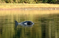 A female orphaned two-year-old orca calf known as kwiisahi?is or Brave Little Hunter, a name given by the Ehattesaht First Nation, continues to live in a lagoon near Zeballos, B.C., on Tuesday, April 9, 2024. THE CANADIAN PRESS/Chad Hipolito