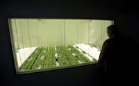 Staff work in a marijuana grow room at Canopy Growth's Tweed facility in Smiths Falls, Ont., Thursday, Aug. 23, 2018. Canopy Growth Corp. says it will be breaking out its Canadian cannabis operations into a stand-alone business unit and laying off 55 staff. THE CANADIAN PRESS/Sean Kilpatrick