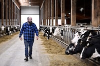 George Dick, owner and operator of Dicklands Biogas, is seen in the heifer barn in Chilliwack, B.C., on Nov. 2, 2023. (Jennifer Gauthier/The Globe and Mail)


