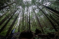 A couple are dwarfed by old growth tress as they walk in Avatar Grove near Port Renfrew, B.C. Tuesday, Oct. 5, 2021. The federal Competition Bureau has started an inquiry into whether industry claims that vast stretches of Canadian forest are sustainably managed constitute false advertising. THE CANADIAN PRESS/Jonathan Hayward