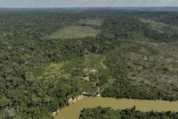 A river borders an area that has been illegally deforested by land-grabbers and cattle farmers in an extractive reserve in Jaci-Parana, Rondonia state, Brazil, Tuesday, July 11, 2023. Meat processing giant JBS SA and three other slaughterhouses are facing lawsuits seeking millions of dollars in environmental damages for allegedly purchasing cattle raised illegally in the area. (AP Photo/Andre Penner)