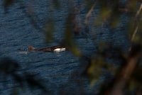 A reported sighting of an orca pod off Vancouver Island near where an orphan killer whale is spending her time after escaping from a lagoon has an expert expressing caution and downplaying a possible family reunion. A two-year-old female orca calf, named kwiisahi?is, or Brave Little Hunter, by the Ehattesaht First Nation, is spotted at the Little Espinosa Inlet near Zeballos, B.C., Friday, April 19, 2024. THE CANADIAN PRESS/Chad Hipolito