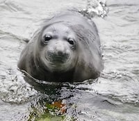 Emerson the elephant seal, who was around seven weeks old, learns how to swim at Deception Pass State Park in Washington State in a handout photo. THE CANADIAN PRESS/HO-Marlene Bocast **MANDATORY CREDIT** 