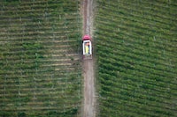 A fire truck is driven through a vineyard while battling a wildfire in Peachland, B.C., on Monday Sept. 10, 2012. Consumers can expect a smaller selection of local vintages hit retail shelves as British Columbia's wine industry grapples with the fallout of two years' worth of significant crop losses from cold snaps that followed severe wildfires. THE CANADIAN PRESS/Darryl Dyck