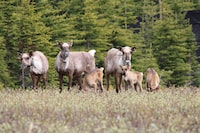 Fresh research suggests western Canada's once-dwindling caribou numbers are finally growing. A group of caribou is seen in an undated handout photo. THE CANADIAN PRESS/HO-Line Giguere, Wildlife Infometrics *MANDATORY CREDIT*