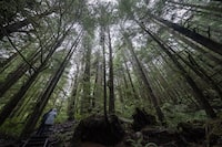 A couple are dwarfed by old growth tress as they walk in Avatar Grove near Port Renfrew, B.C. Tuesday, Oct. 5, 2021. A letter signed by more than 100 scientists is urging the Canadian government to take action to stop the degradation of its previously undisturbed forests through large-scale industrial logging. THE CANADIAN PRESS/Jonathan Hayward