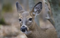 A deer is seen at the Michel-Chartrand Park in Longueuil, Que., Friday, November 13, 2020. Three men from British Columbia's Lower Mainland have been fined and banned from hunting for 10 years each for "unlawfully killing wildlife," including a deer pregnant with two fawns. THE CANADIAN PRESS/Paul Chiasson 