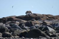 (FILES) A polar bear walks along the shoreline of the Hudson Bay looking for something to eat near, Churchill, Manitoba, Canada, on August 9, 2022. Polar bears have long symbolized the dangers posed by climate change, as rising temperatures melt away the Arctic sea ice which they depend upon for survival. But quantifying the impact of a single oil well or coal power plant on the tundra predators had eluded scientists, until now. A new report published in the journal Science on August 31, 2023, shows it's possible to calculate how much new greenhouse gas emissions will increase the number of ice-free days in the bears' habitats, and how that in turn will affect the percentage of cubs that reach adulthood. (Photo by Olivier MORIN / AFP) (Photo by OLIVIER MORIN/AFP via Getty Images)