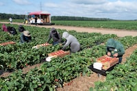 Migrant workers pick strawberries at a strawberry farm in Pont Rouge Que., on August 24, 2021. THE CANADIAN PRESS/Jacques Boissinot