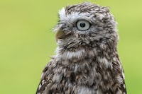 The little owl, which ranges across Europe, Asia and Northern Africa was among scores of individual species identified through airborne DNA picked up by pollution monitoring stations in a UK-based study.
Credit: Robert Knell