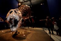 FILE PHOTO: Visitors look at a 67 million year-old skeleton of a Tyrannosaurus rex, named Trix, at the French National Museum of Natural History in Paris, France, June 6, 2018.  REUTERS/Philippe Wojazer/File Photo