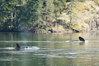 A dead killer whale and its calf are shown in a lagoon near Zeballos, B.C., in a handout photo. A marine scientist says a necropsy performed on female killer whale that died after being stranded in a lagoon with its two-year-old orca calf was pregnant. THE CANADIAN PRESS/HO-Jared Towers, Bay Cetology **MANDATORY CREDIT** 