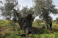 Ancient olive tree (Estimated at 3000 years old), Jenin region, Palestine.