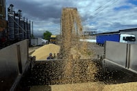 FILE PHOTO: A worker loads a truck with grain at a terminal during barley harvesting in Odesa region, as Russia's attack on Ukraine continues, Ukraine June 23, 2022.  REUTERS/Igor Tkachenko/File Photo