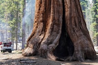 FILE PHOTO: A giant sequoia in the Mariposa Grove remains unscathed in the Washburn Fire that is burning in Yosemite National Park near Wawona, California, U.S. July 11, 2022.  REUTERS/Tracy Barbutes/File Photo