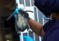A penguin carer holds a chick at South African Foundation for the Conservation of Coastal Birds rehabilitation centre where the centre has been incubating over 200 eggs of the endangered African penguin that were rescued from two penguin colonies, since the start of the year and they are soliciating donations by inviting people to "adopt an egg" in Cape Town, South Africa, March 27, 2024. REUTERS/Esa Alexander REFILE - QUALITY REPEAT