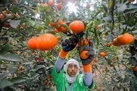 FILE PHOTO: A worker collects oranges harvested at a farm in El Nobaria, northeast of Cairo, Egypt December 23, 2020. Picture taken December 23, 2020. REUTERS/Mohamed Abd El Ghany/File Photo