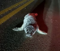 On a cold dark night in February, RCMP Const. Matthew Muirhead met the unruliest perpetrator of his career in the middle of Route 18 in the rural PEI town of Murray Harbour: George, a yearling gray seal, who may be confused about his whereabouts due to the lack of sea ice.

George, a gray seal, in the back of RCMP Const. Matthew Muirhead’s patrol vehicle on Feb. 9, 2023, one of two trips he made to deposit the marine mammal in the Atlantic Ocean.

George, a gray seal, headed back into the ocean at the Murray Harbour government wharf on Feb. 9, 2023 following police capture, only to reappear later that night, shimmying up Wharf Lane towards Route 18.

Photos contributed by RCMP Const. Matthew Muirhead