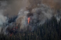 Wildfire fighting and forest management decision are potentially being hampered by inaccurate government data that misrepresents forest fuel loads in British Columbia's Interior, a new study says. The White Rock Lake wildfire burns west of Vernon, B.C., on Thursday, Aug. 12, 2021. THE CANADIAN PRESS/Darryl Dyck