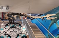 British Columbia officially designated a large, fierce-looking marine reptile with a mouthful of pointy teeth that made its home about 80 million years ago in Vancouver Island waters as the province's official fossil emblem. A fossil of a Puntledge River elasmosaur is shown at the Museum and Palaeontology Centre in Courtenay, B.C., in this undated handout photo. THE CANADIAN PRESS/HO, Pat Trask *MANDATORY CREDIT*