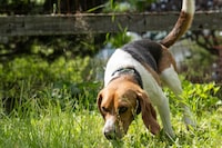 Suzanne Brown-Pelletier’s beagle, Biscuit,  formerly known as Fin, in North Yarmouth, Maine on Aug. 1, 2023. She said he was the last of the beagles to be rescued from the Envigo breeding and research facility. (Séan Alonzo Harris/The New York Times)