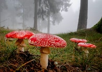 Mushrooms large and small, tasty and toxic, are popping up across British Columbia this year in what experts say is a bumper crop of fungi. Fly agaric mushrooms stand in a forest of the Taunus region near Frankfurt, Germany, on a foggy Wednesday, Oct. 23, 2019. THE CANADIAN PRESS/AP-Michael Probst