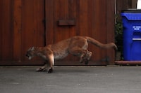 Police are warning pedestrians about an adult cougar roaming near downtown Victoria, telling them to avoid the area this morning. A wild cougar runs away before it was chased down and eventually trapped and tranquilized in the community of James Bay in Victoria, B.C., Monday, October 5, 2015. THE CANADIAN PRESS/Chad Hipolito