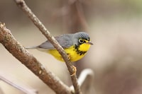 Canada Warbler_Photo Credit_James Lees.JPG For Pursuits story on  how to go birding across Canada in light of climate change