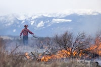 A firefighter from the B.C. Wildfire Service uses a drip torch to light a prescribed burn at the airport in Cranbrook, B.C. on April 26, 2023